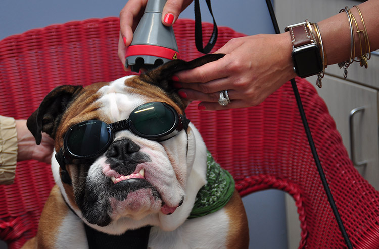 Dog laser best sale therapy near me