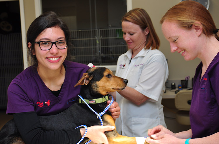 Meet Our Staff | Healing with Heart Veterinary Care